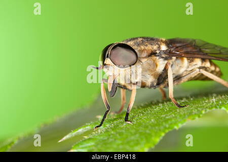 Taon (Tabanus sudeticus), portrait avec des yeux composés et les picotements pièces buccales, Allemagne Banque D'Images