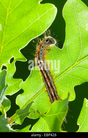 Laquais, laquais européens communs, lackey (Malacosoma neustrium Malacosoma la neustria,), Caterpillar se nourrit de feuilles de chêne, Allemagne Banque D'Images