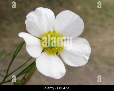 L'eau de rivière-crowfoot (Ranunculus fluitans), fleurs simples, l'Allemagne, Bade-Wurtemberg Banque D'Images