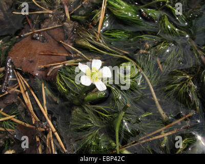 Le water-crowfoot (Ranunculus trichophyllus), qui fleurit dans un ruisseau, l'Allemagne, Rhénanie du Nord-Westphalie Banque D'Images