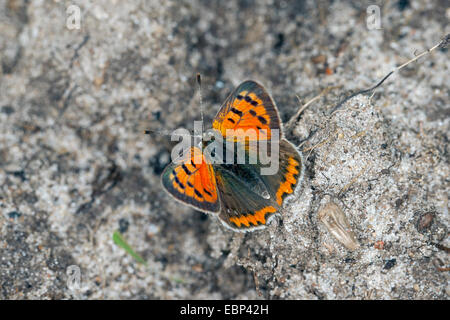 Petit cuivre (Lycaena phlaeas phlaeas, Chrysophanus), sur l'écorce, Allemagne Banque D'Images