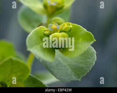 L'euphorbe ésule, wartweed soleil d'été, l'euphorbe ésule (Euphorbia helioscopia), la floraison, l'Allemagne, Rhénanie du Nord-Westphalie Banque D'Images
