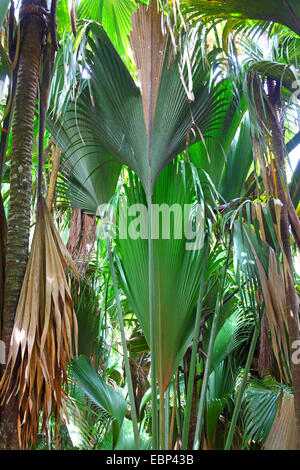 Coco de Mer ; Coco de Mer (Lodoicea maldivica), de palmiers dans une forêt tropicale, les Seychelles, le Parc National de la Vallée de Mai, Praslin Banque D'Images