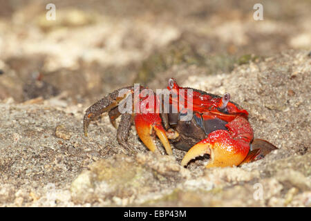 Griffe crabe rouge, terre Cardisoma carnifex (crabe), dans le sable, Seychelles, Mahe Banque D'Images