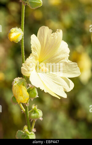 Rose Trémière rugosa, poilu, Rose Trémière Rose Trémière (Alcea rugosa jaune), fleur Banque D'Images