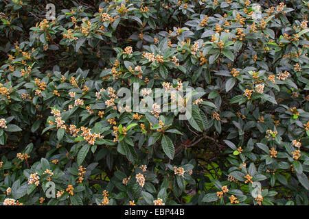 Loquat, Japonais prunier (Eriobotrya japonica), de la direction générale en fleurs Banque D'Images