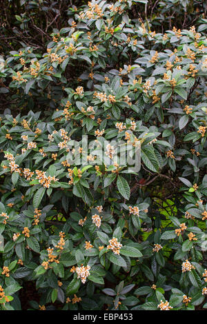 Loquat, Japonais prunier (Eriobotrya japonica), de la direction générale en fleurs Banque D'Images