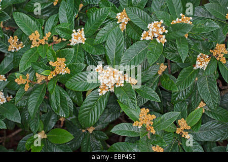 Loquat, Japonais prunier (Eriobotrya japonica), de la direction générale en fleurs Banque D'Images