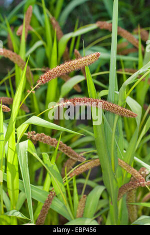 Bristlegrass, des plaines, des plaines d'herbe en soie, soie lit Bristlegrass, herbe, Bristlegrass Bristlegrass dans le lit jaune, sétaire glauque, l'Italien de la sétaire verte (Setaria italica, Panicum italicum), inflorescences Banque D'Images