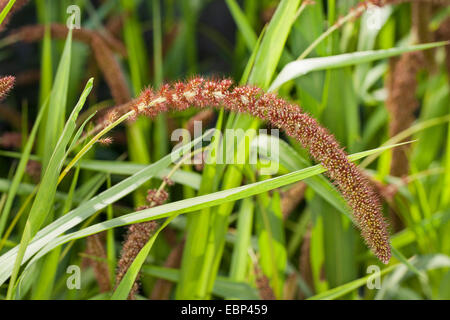 Bristlegrass, des plaines, des plaines d'herbe en soie, soie lit Bristlegrass, herbe, Bristlegrass Bristlegrass dans le lit jaune, sétaire glauque, l'Italien de la sétaire verte (Setaria italica, Panicum italicum), inflorescence Banque D'Images