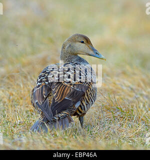 L'eider à duvet (Somateria mollissima), sécurisation de femme, l'Islande Banque D'Images