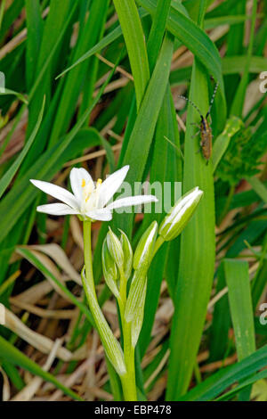 Sleepydick, étoile de Bethléem (Ornithogalum umbellatum), dans un pré en fleurs avec Thistle longicorne asiatique, Agapanthia villosoviridescens, dans l'arrière-plan, l'Allemagne, Rhénanie-Palatinat, dans l'Eifel Banque D'Images