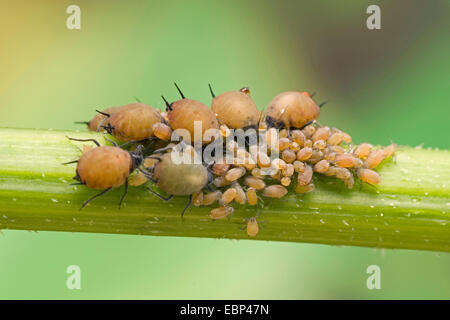 (Pucerons Aphis spec.), colonie sur une tige, Allemagne Banque D'Images