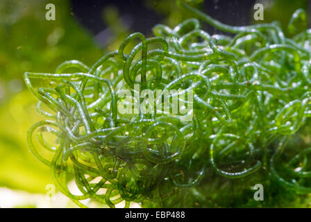 Algues vertes (Chaetomorpha linum), macro shot Banque D'Images