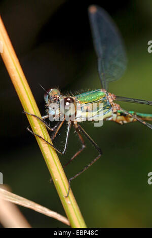 Mererald willow (demoiselle Lestes viridis, Chalcolestes viridis), assis à un roseau halm, Allemagne Banque D'Images