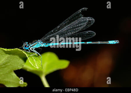 Coenagrion, commune de demoiselles Azure (Coenagrion puella), assis à une feuille, Allemagne Banque D'Images