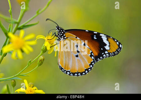 Plain Tiger, monarque (Danaus chrysippe africaine), sur fleur jaune Banque D'Images