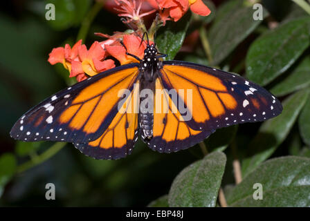 L'asclépiade, papillon monarque (Danaus plexippus), sur l'orange fleurs Banque D'Images