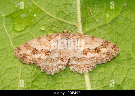 L'arpenteuse de mélèze, sapin, élagueur de bleuets, arpenteuse arpenteuse de prune (Ectropis crepuscularia, Ectropis bistortata), sur une feuille, Allemagne Banque D'Images