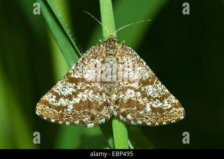 Ematurga atomaria heath (commune), sur un brin d'herbe, Allemagne Banque D'Images