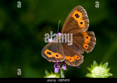 Arran brown, Erebia ligea (un papillon), sur l'inflorescence, Allemagne Banque D'Images
