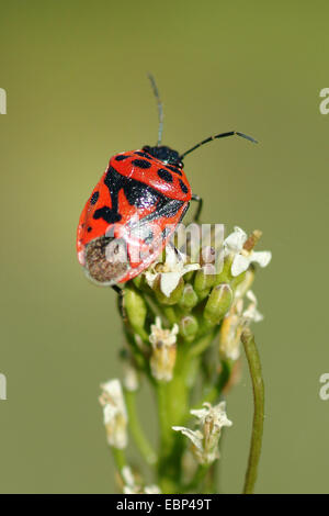 Chou rouge bug (Eurydema ornata), sur une inflorescence, Allemagne Banque D'Images