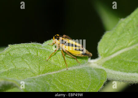 La cicadelle (Evacanthus interruptus hop), sur une feuille, Allemagne Banque D'Images