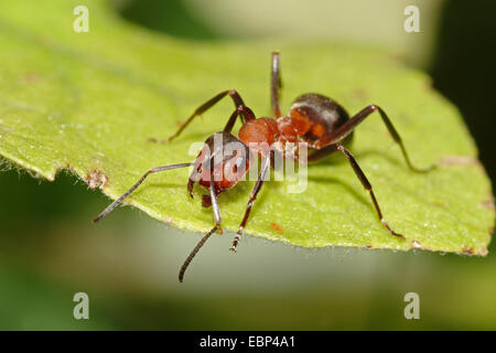 Le sud de fourmi, de l'ant (Formica rufa), sur une feuille, Allemagne Banque D'Images