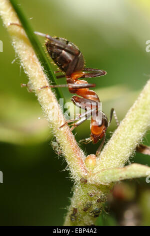 Le sud de fourmi, de l'ant (Formica rufa), sur la chasse pour greenflies, Allemagne Banque D'Images