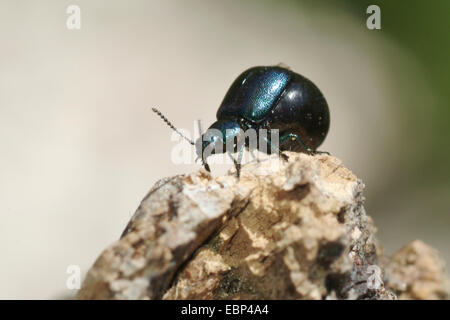 Quai vert Beetle (Gastrophysa viridula), femelle sur une pierre, la Suisse, l'Oberland bernois Banque D'Images