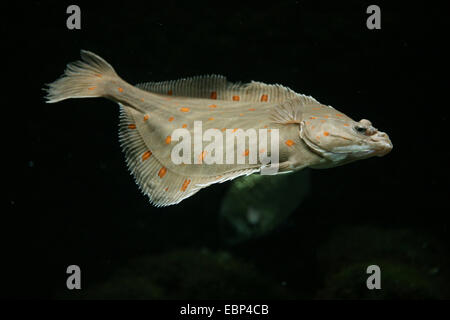 Poisson plie européen (Pleuronectes platessa) au Zoo Bâle, Suisse. Banque D'Images