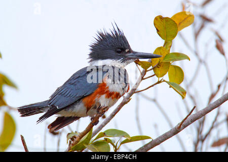 Martin-pêcheur d'Amérique (Megaceryle alcyon, Ceryle alcyon), femme est assise dans un buisson, USA, Floride, le Parc National des Everglades Banque D'Images