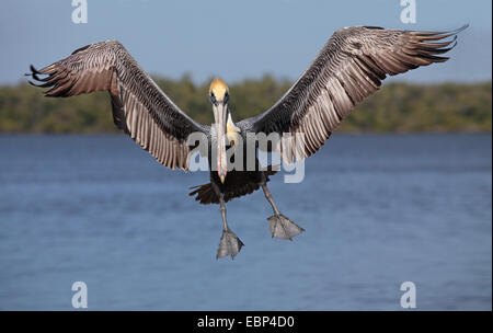 Pélican brun (Pelecanus occidentalis), le vol, l'atterrissage, USA, Floride, le Parc National des Everglades Banque D'Images