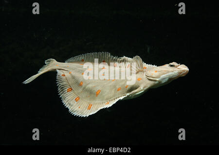 Poisson plie européen (Pleuronectes platessa) au Zoo Bâle, Suisse. Banque D'Images