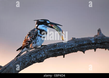 Moindre pied kingfisher (Ceryle rudis), est assis à une branche avec un gros poisson dans le projet de loi, l'Afrique du Sud, le Parc National de Pilanesberg Banque D'Images