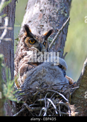 Grand-duc d'Amérique (Bubo virginianus), femme avec un jeune au nid, USA, Floride, le Parc National des Everglades Banque D'Images