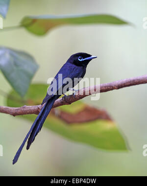 Seychelles paradise flycatcher (Terpsiphone corvina), l'homme est assis dans un bois, Seychelles, Praslin Banque D'Images