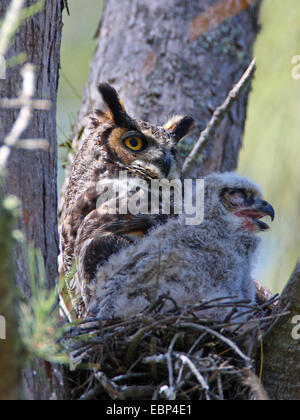 Grand-duc d'Amérique (Bubo virginianus), femme avec un jeune au nid, USA, Floride, le Parc National des Everglades Banque D'Images