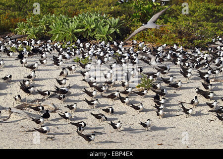 La sterne pierregarin (Sterna fuscata), grande troupe debout sur la plage, les Seychelles, l'Île aux Oiseaux Banque D'Images