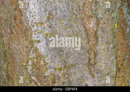 La montagne européenne-ash, Rowan Tree (Sorbus aucuparia), l'écorce, Allemagne Banque D'Images