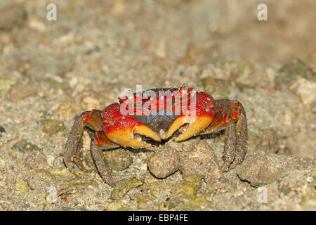 Griffe crabe rouge, terre Cardisoma carnifex (crabe), dans le sable, Seychelles, Mahe Banque D'Images