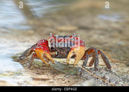 Griffe crabe rouge, terre Cardisoma carnifex (crabe), en eau peu profonde, Seychelles, Mahe Banque D'Images