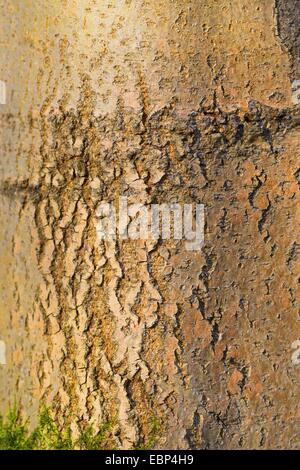 L'érable sycomore, grand érable (Acer pseudoplatanus), l'écorce, Allemagne Banque D'Images