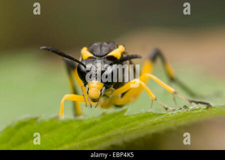 (Macrophya montana), sur une feuille, vue avant, Allemagne Banque D'Images