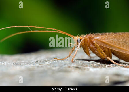 Micropterna sequax (phryganes), portrait, Allemagne Banque D'Images