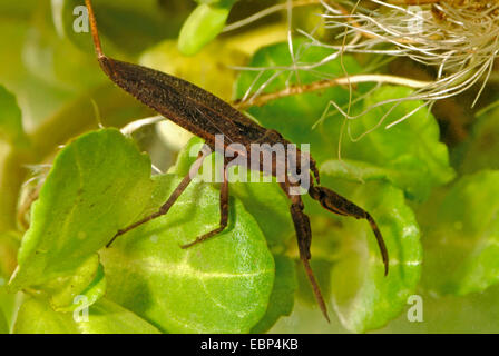 Scorpion d'eau (Nepa cinerea, la NEPA rubra), natation, Allemagne Banque D'Images