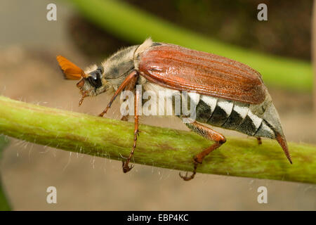 Catégorie : commune, maybug (Melolontha melolontha), homme, Allemagne Banque D'Images