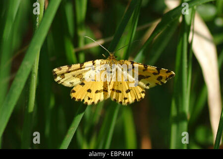 Pseudopanthera macularia mouchetée (jaune), sur un brin d'herbe, Allemagne Banque D'Images