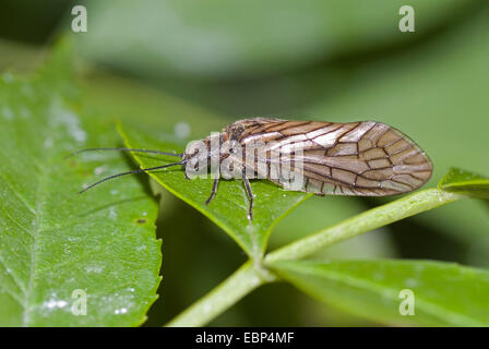 Alder fly (cf. Sialis lutaria), sur une feuille, Allemagne Banque D'Images