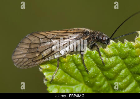 Alder fly (Sialis lutaria), sur une feuille, Allemagne Banque D'Images